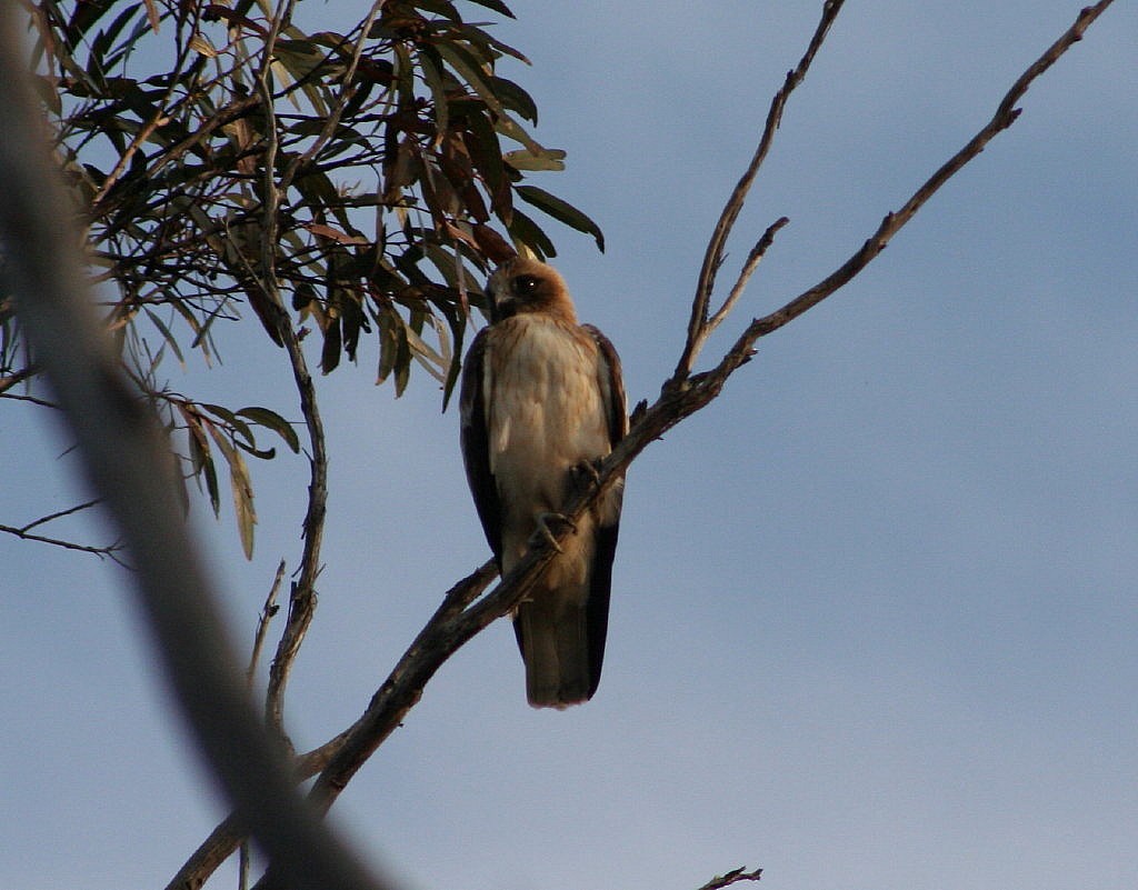 Little Eagle - ML205200781