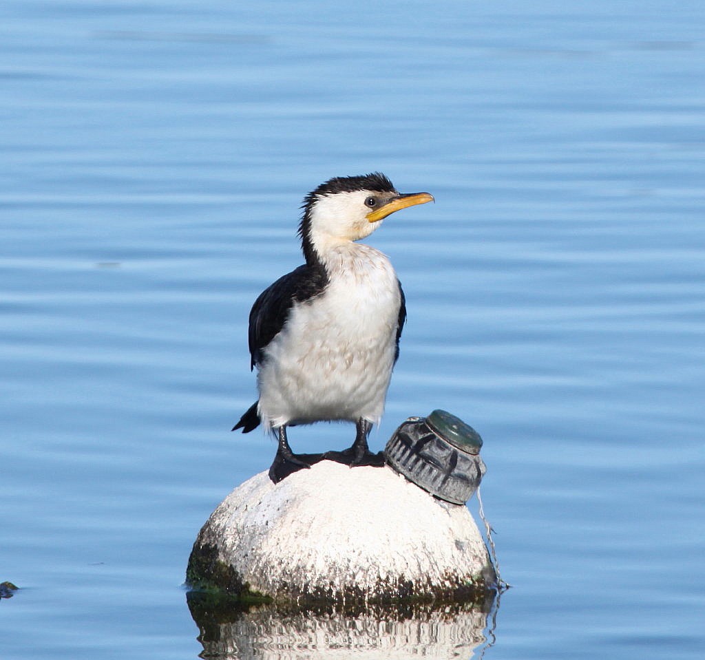 Little Pied Cormorant - ML205200801