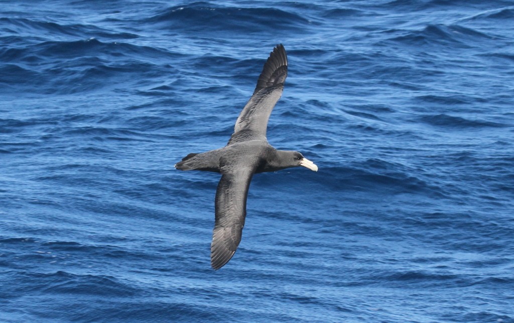 Southern Giant-Petrel - ML205200931