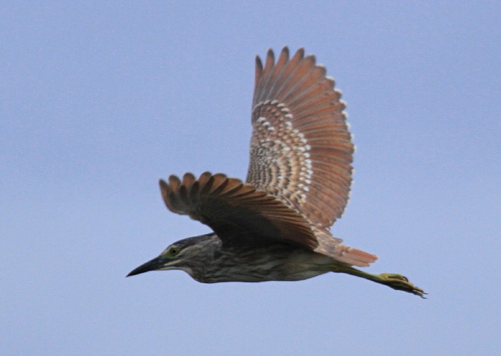 Nankeen Night Heron - ML205200951