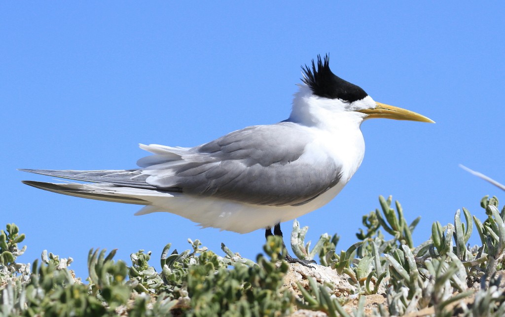 鳳頭燕鷗 - ML205200961