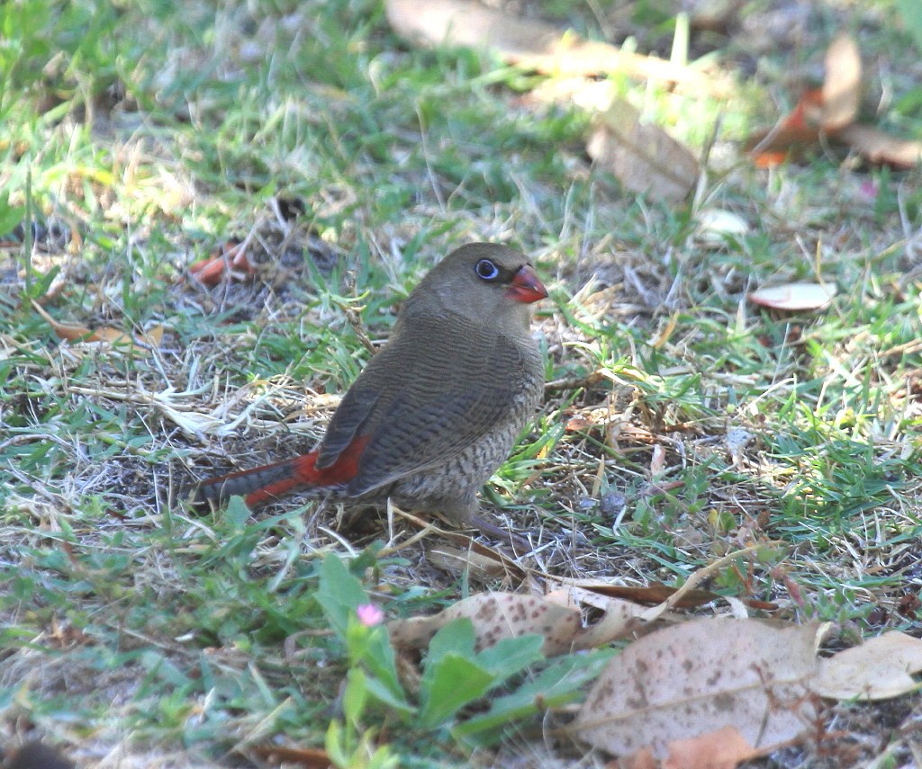 Red-eared Firetail - ML205200991