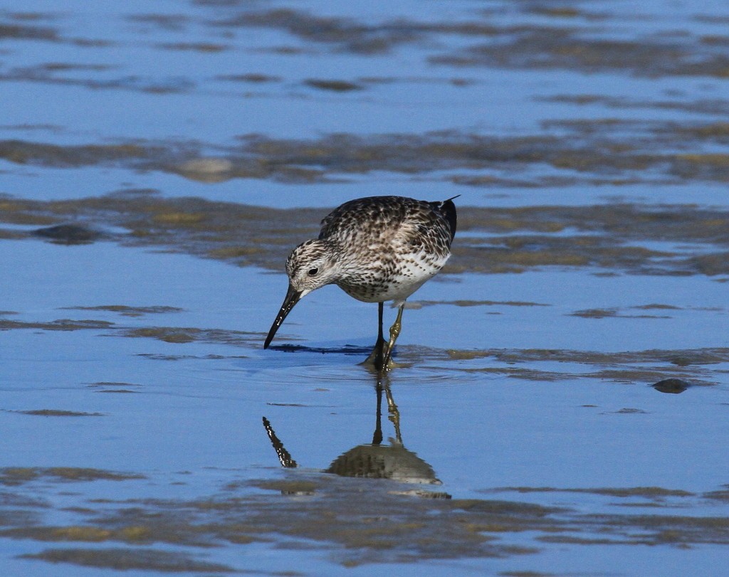 Great Knot - ML205201011