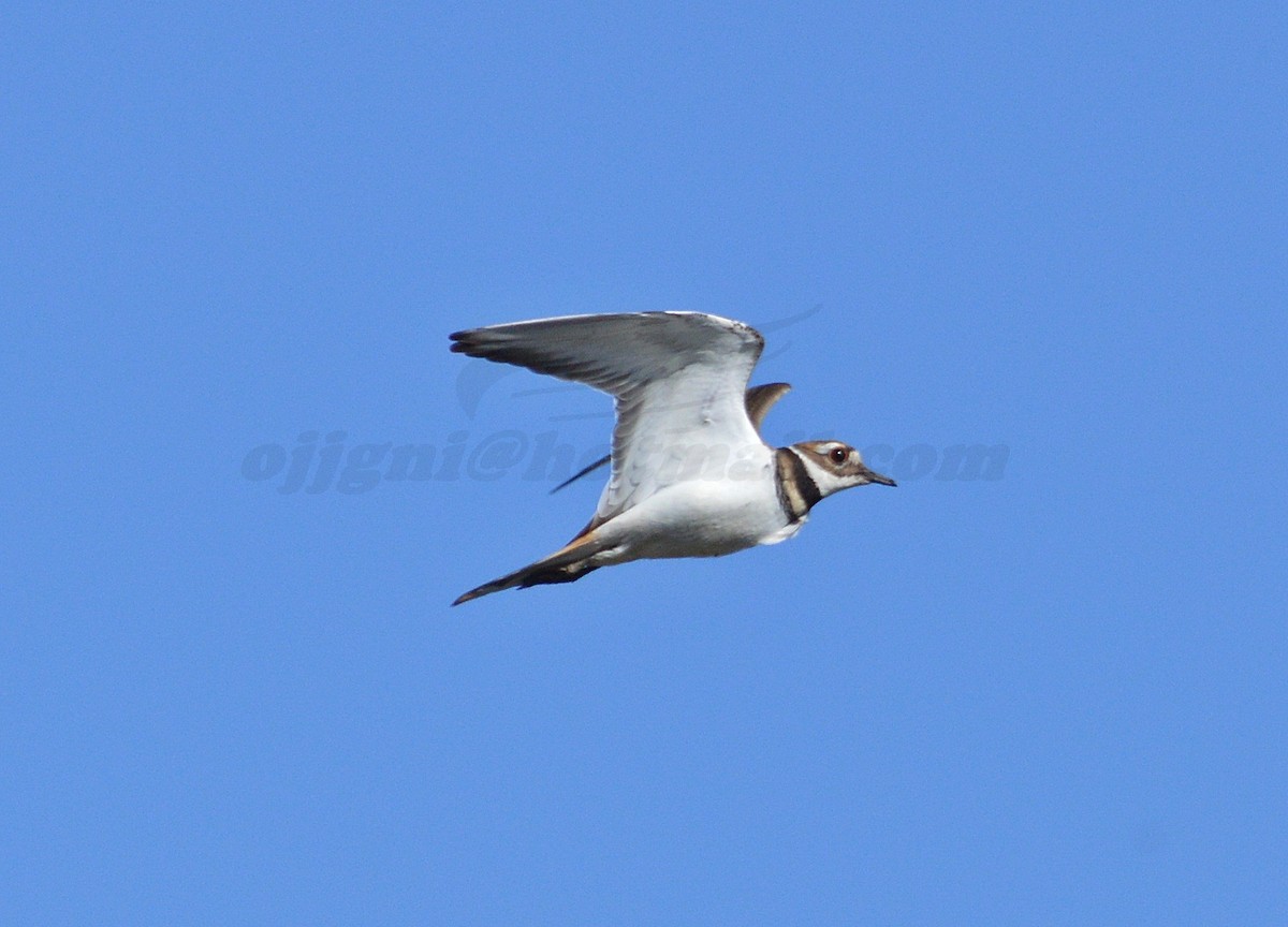 Killdeer - ML205201531