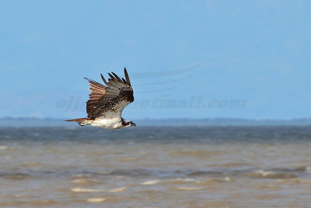 Osprey - Orlando Jarquín