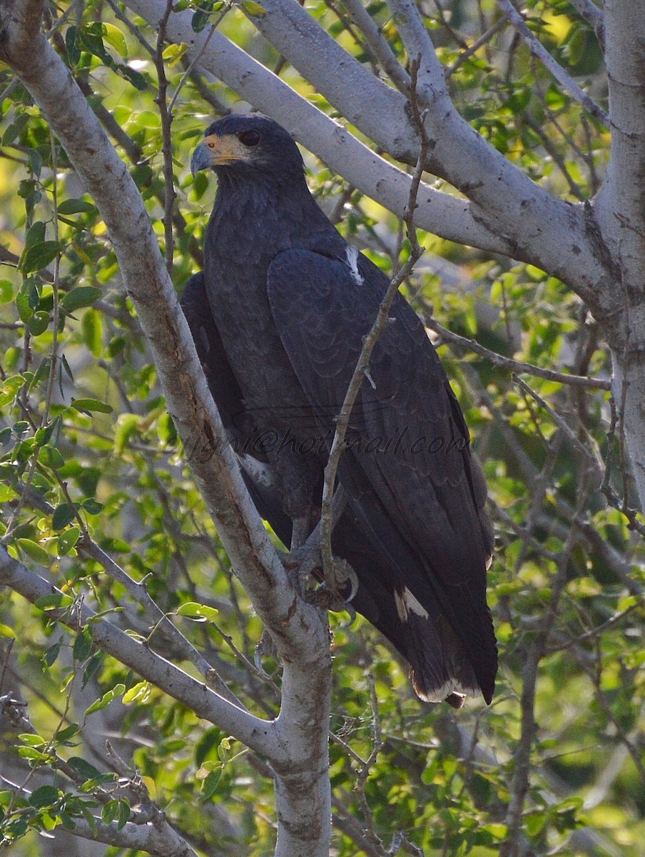 Common Black Hawk - ML205201881