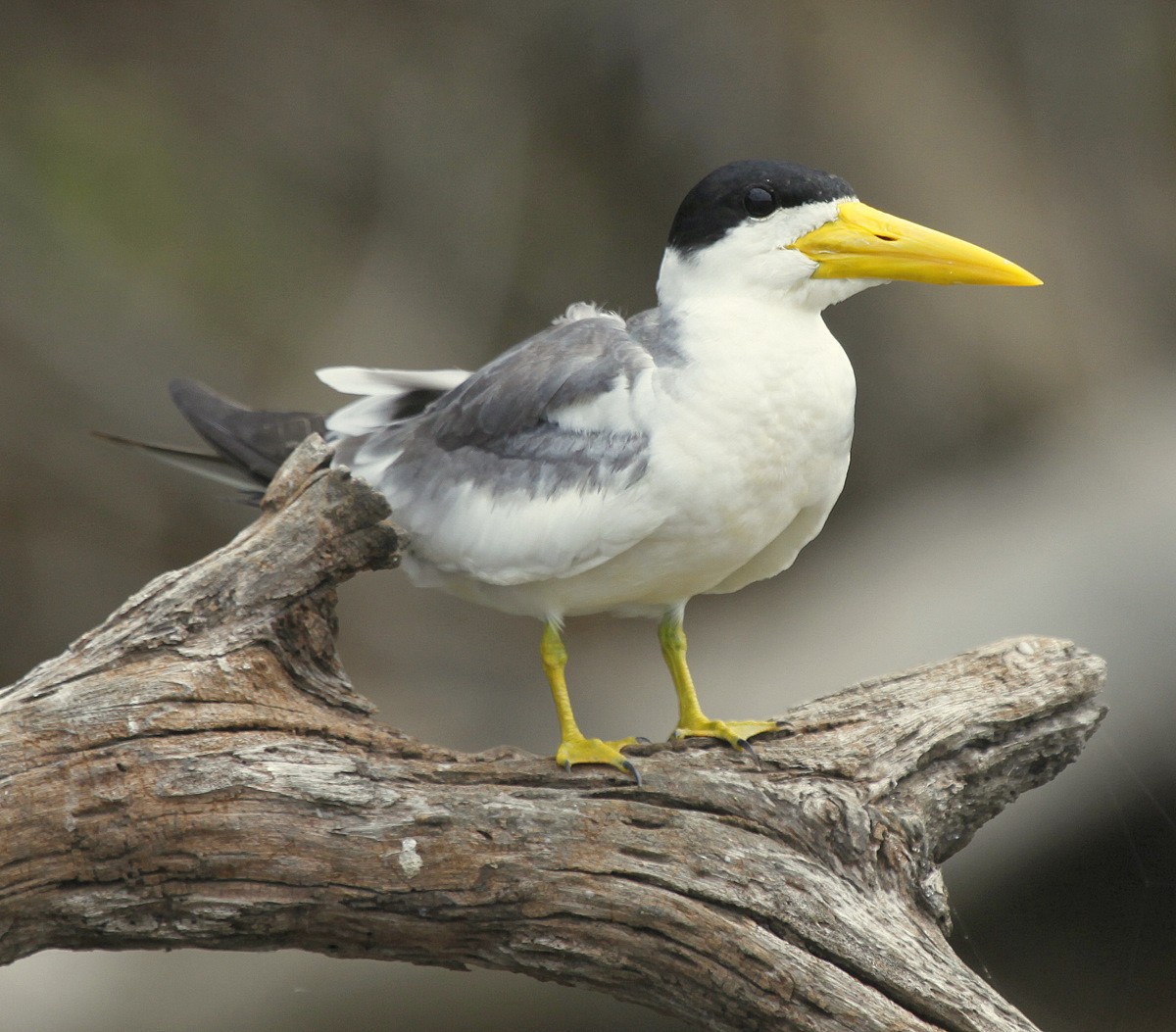 Large-billed Tern - Carmelo López Abad