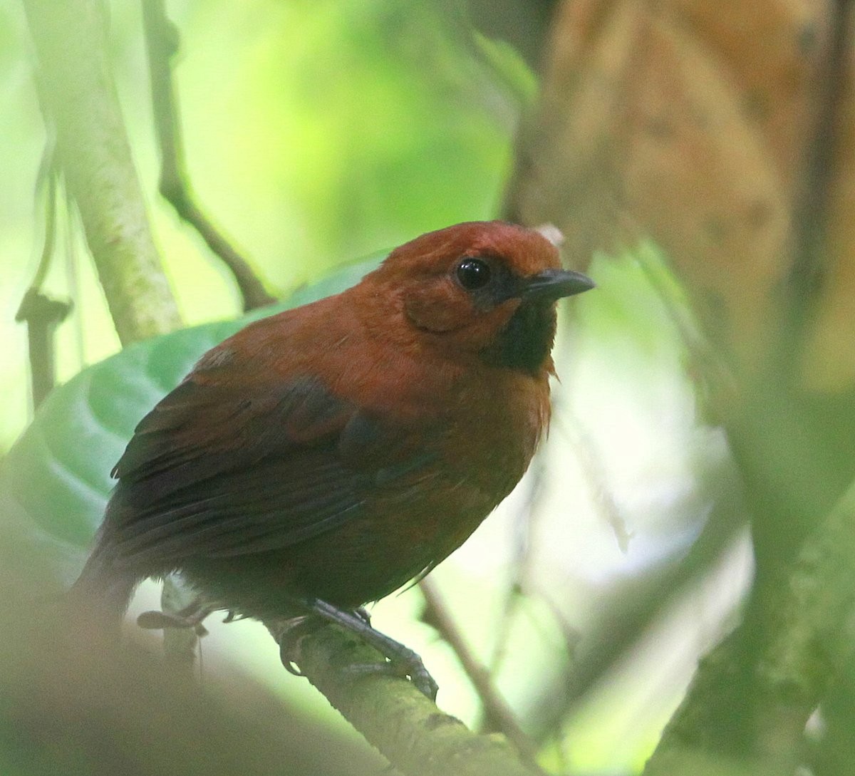 Ruddy Spinetail - Carmelo López Abad