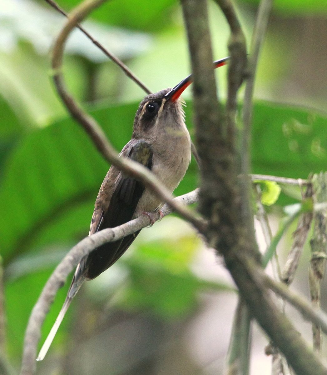 Большеклювый колибри-отшельник [группа moorei] - ML205202611