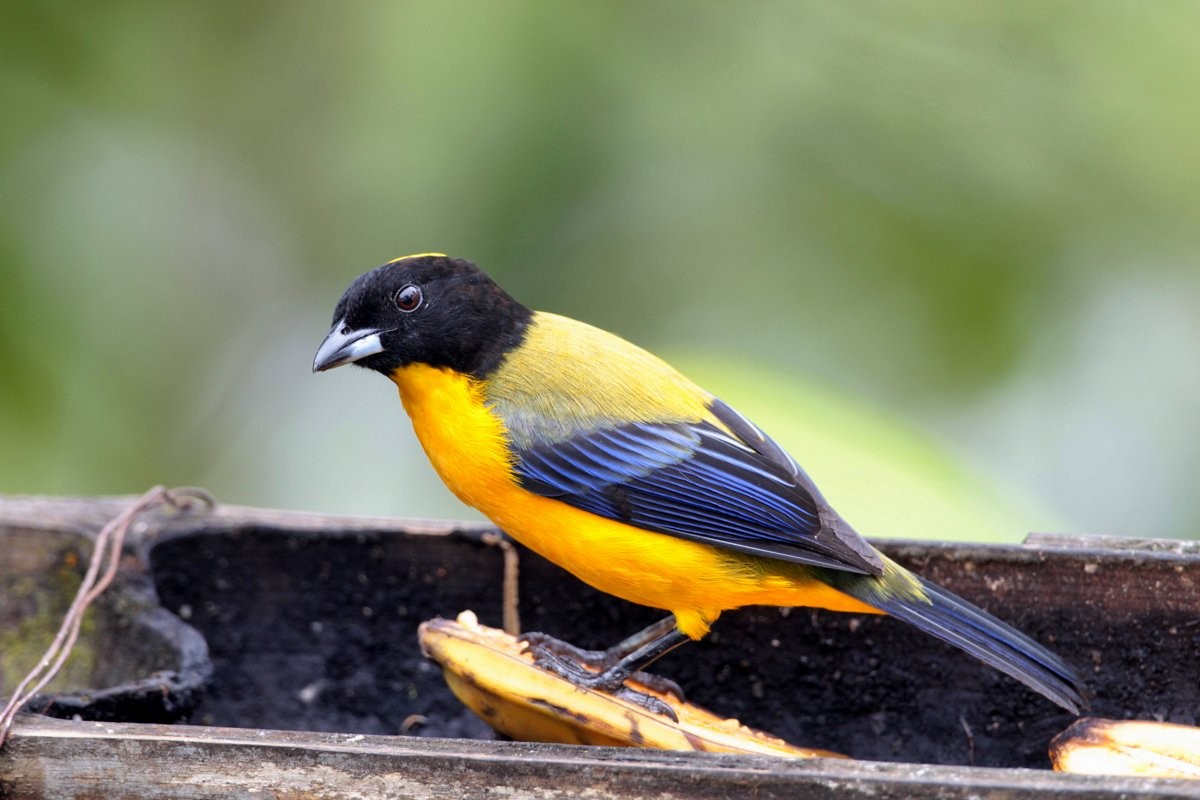 Black-chinned Mountain Tanager - ML205202731