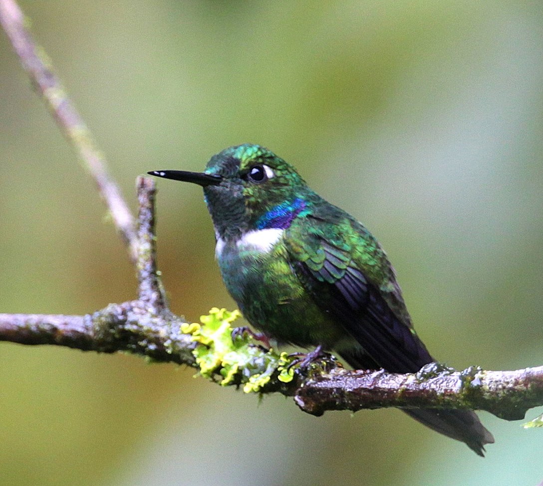 White-throated Daggerbill - Carmelo López Abad