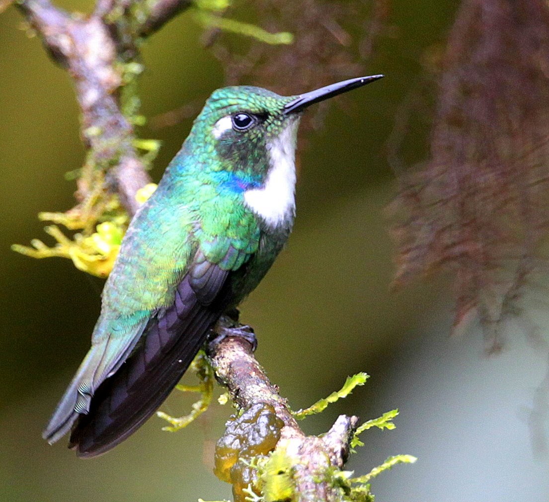 White-throated Daggerbill - Carmelo López Abad