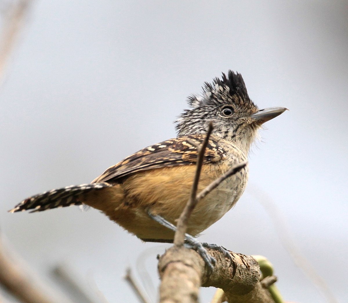 Chapman's Antshrike - Carmelo López Abad