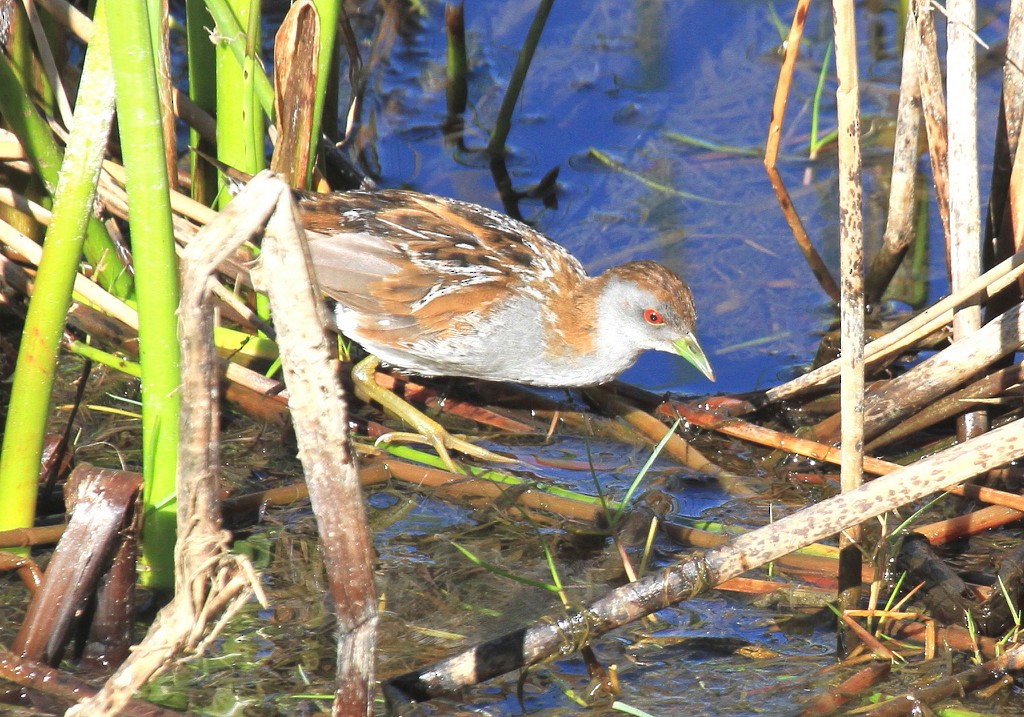 Baillon's Crake (Australasian) - ML205203061