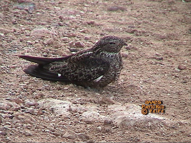 lelek antilský - ML205203111