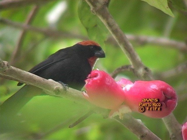 Puerto Rican Bullfinch - ML205203131
