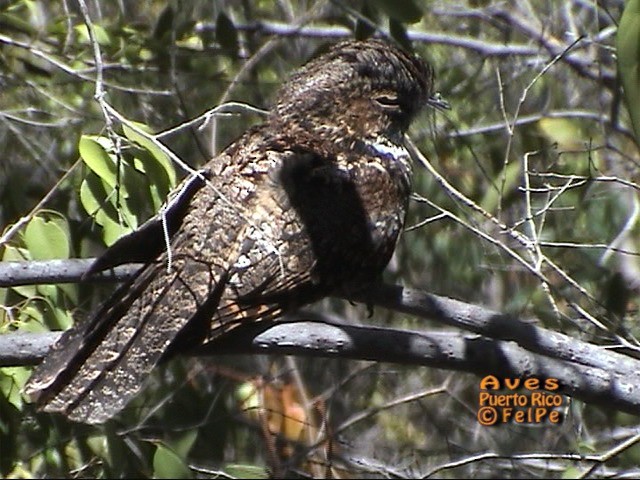 lelek portorický - ML205203161