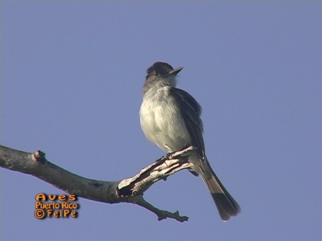 Puerto Rican Flycatcher - ML205203181