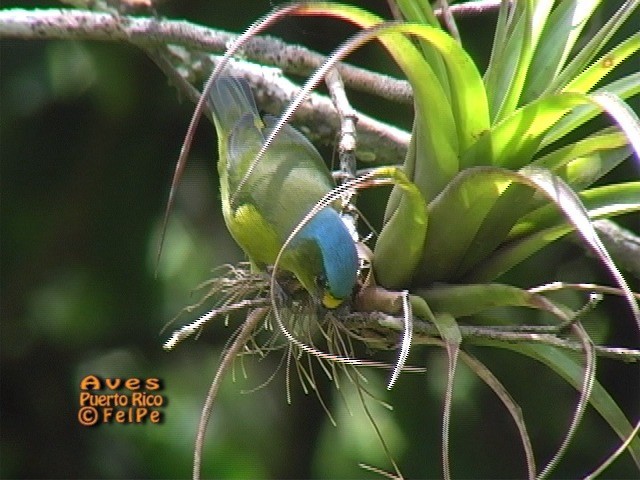 libohlásek portorický - ML205203191