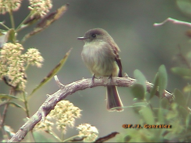 Hispaniolan Pewee - ML205203201