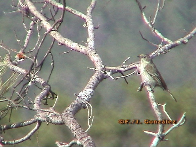 Hispaniolan Spindalis - ML205203221