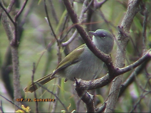 Green-tailed Warbler - ML205203241