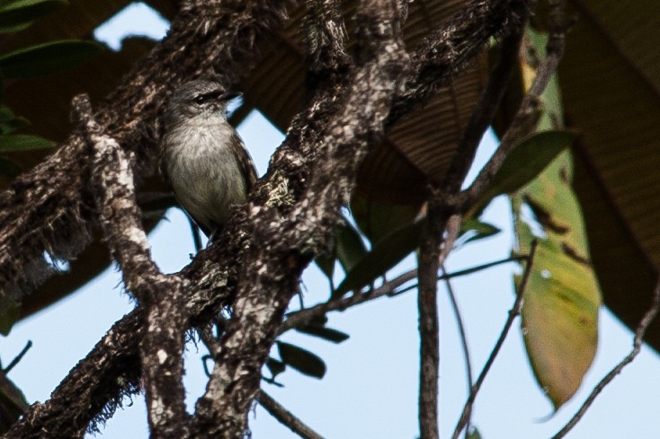 Black-fronted Tyrannulet - ML205203431