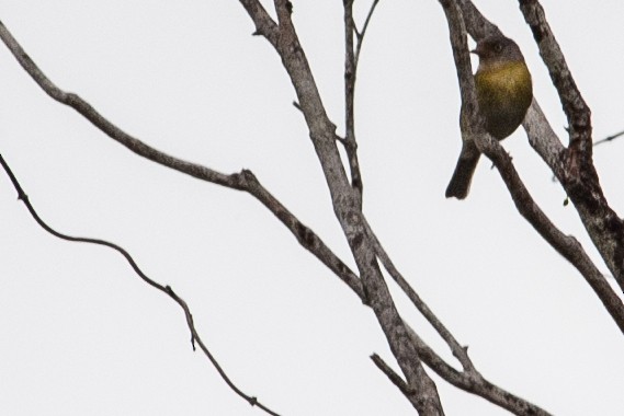 Tepui Vireo - Daniel Hinckley | samazul.com