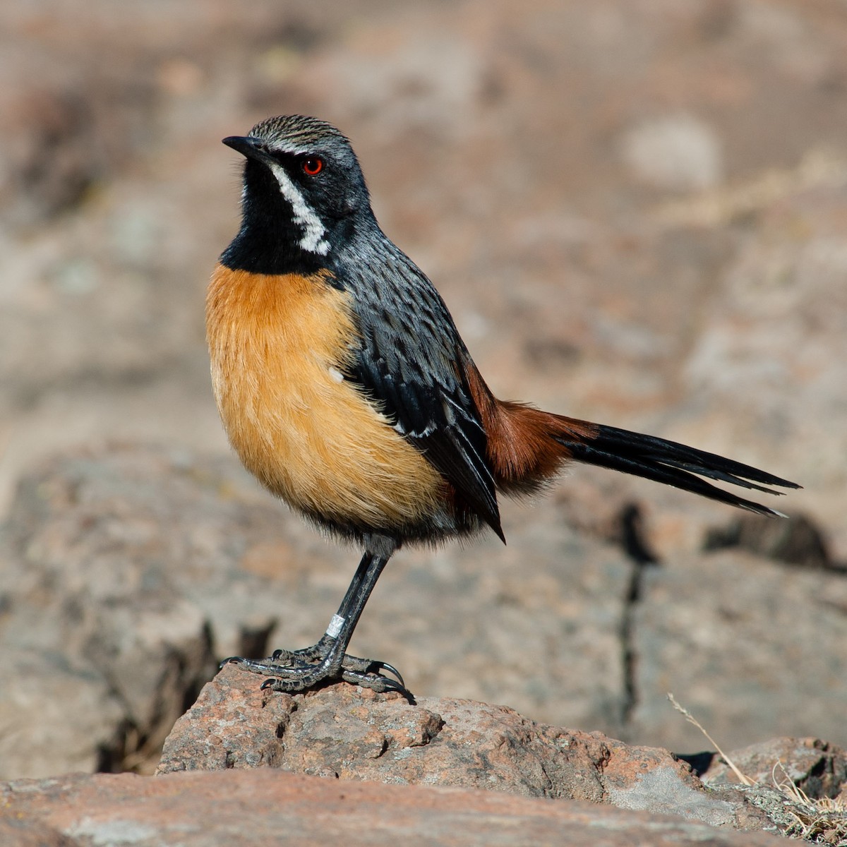 Drakensberg Rockjumper - ML205203521