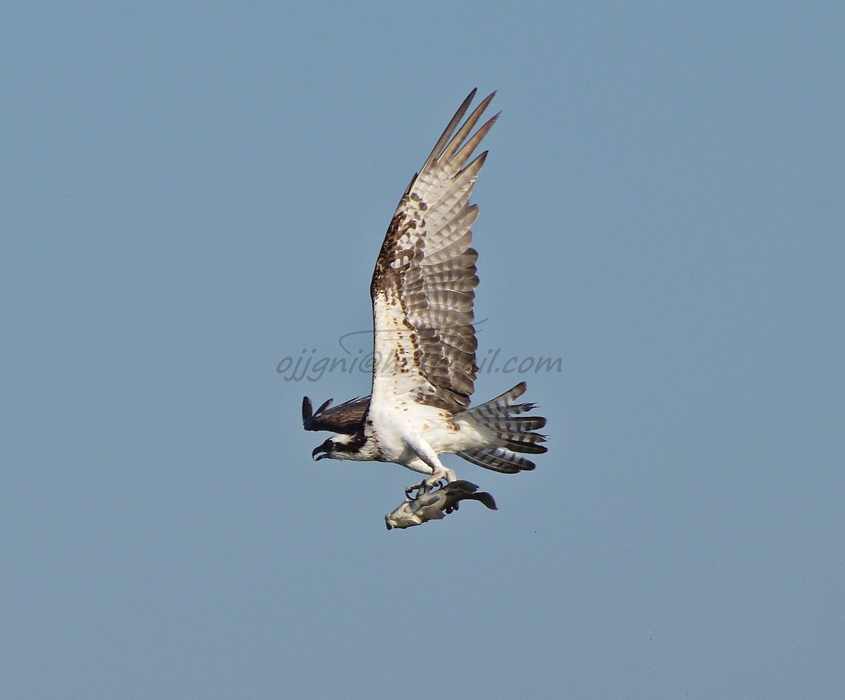 Águila Pescadora - ML205203721