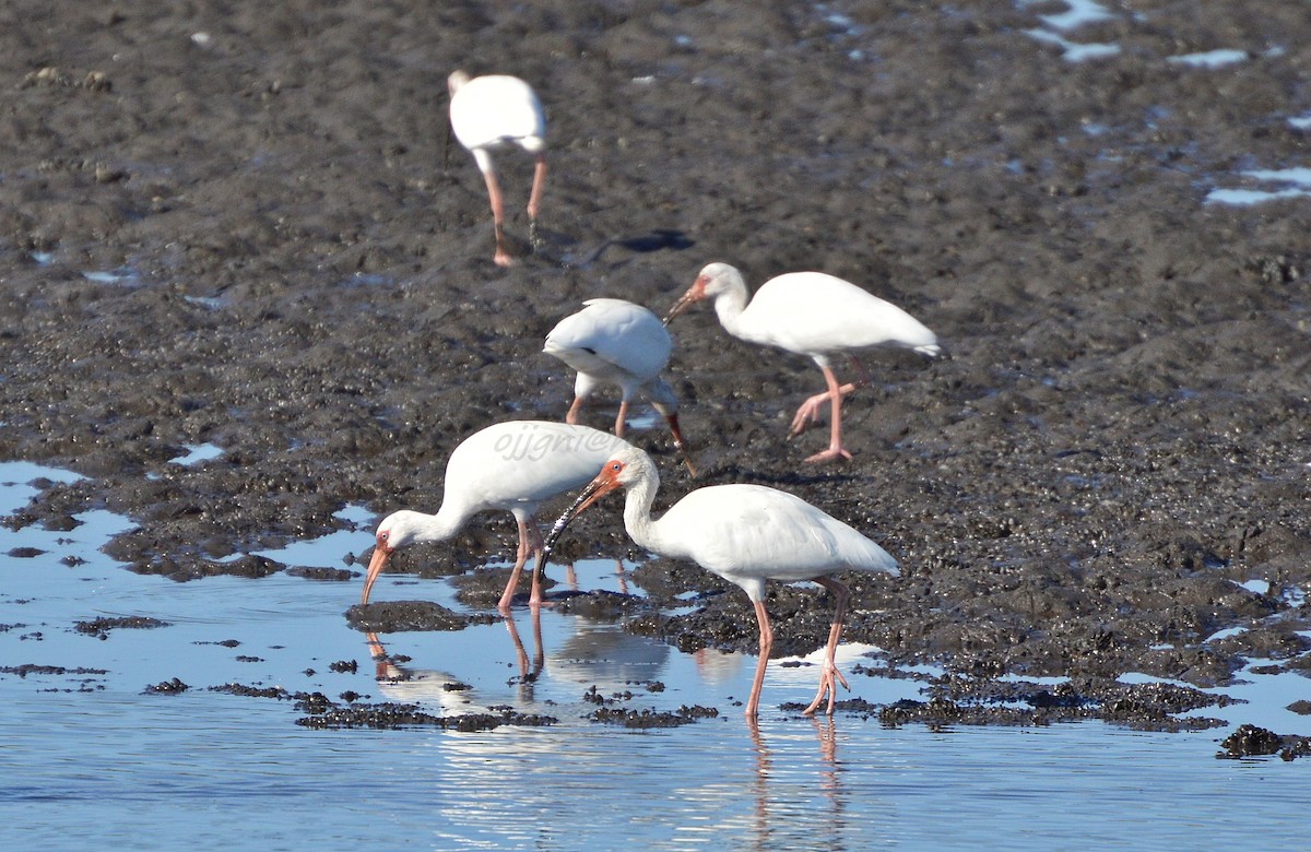 White Ibis - ML205203821