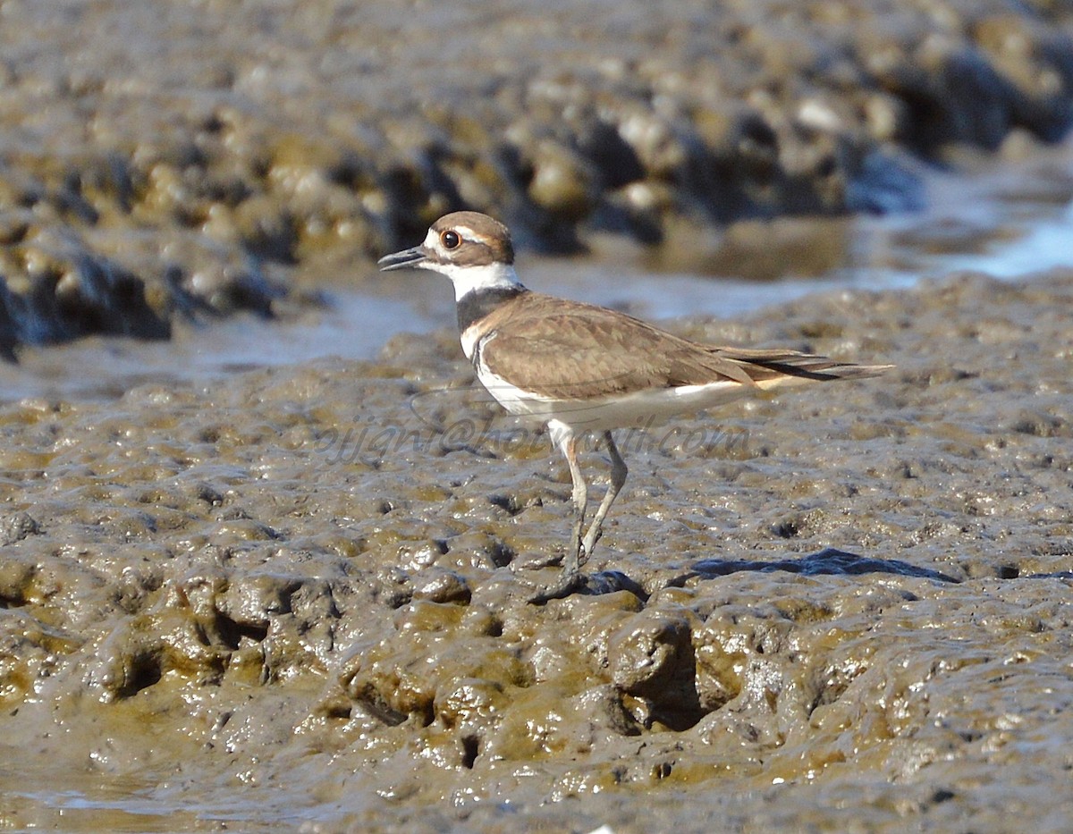 Killdeer - ML205203991