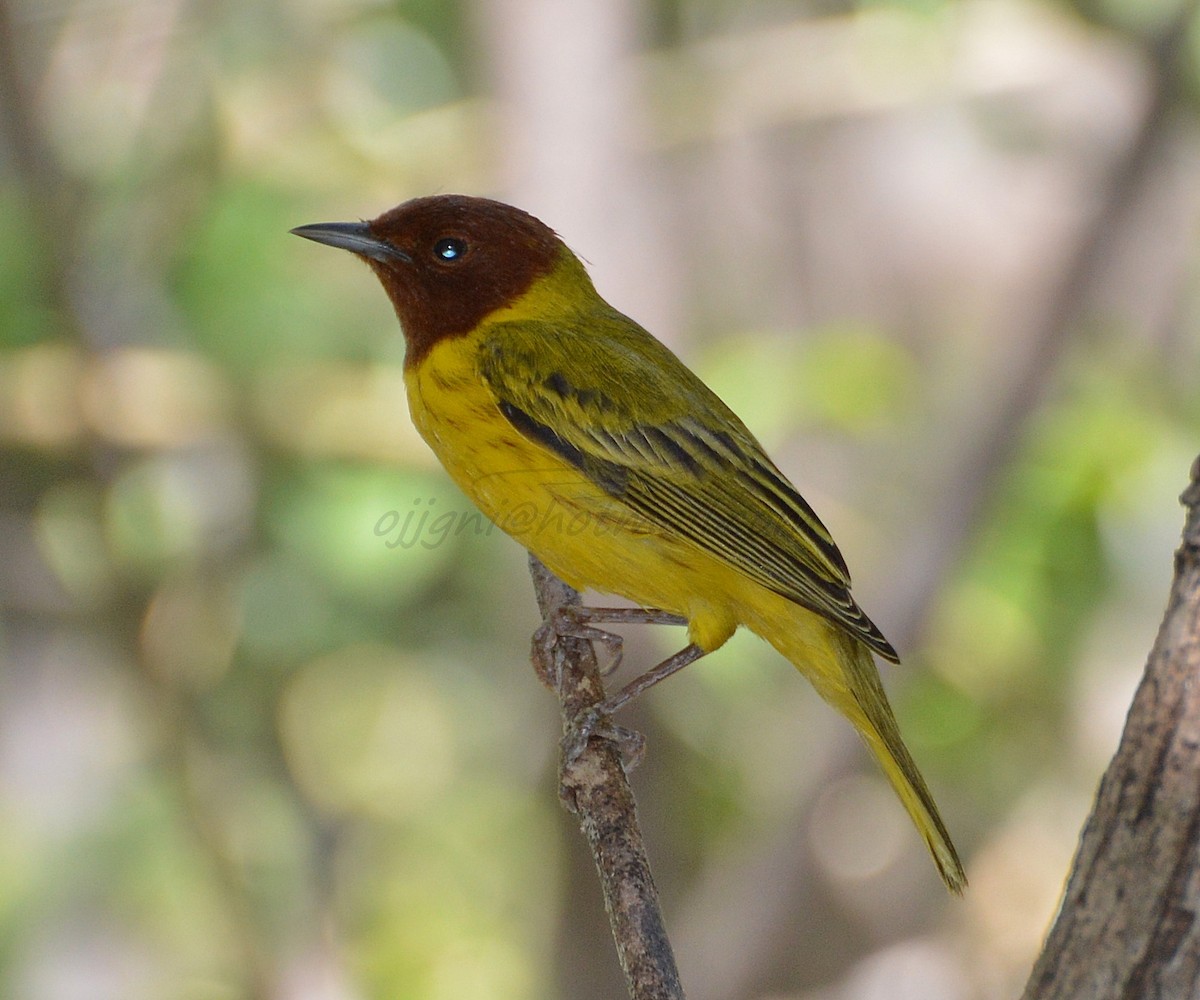 Northern/Mangrove Yellow Warbler - ML205204121