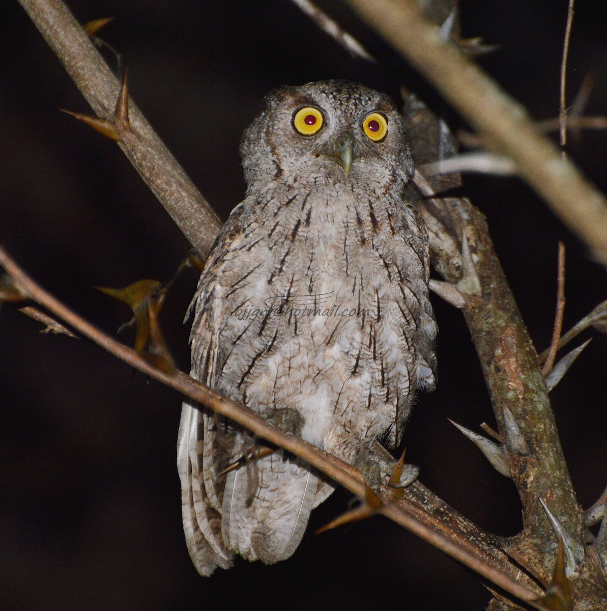 Pacific Screech-Owl (cooperi) - ML205204231