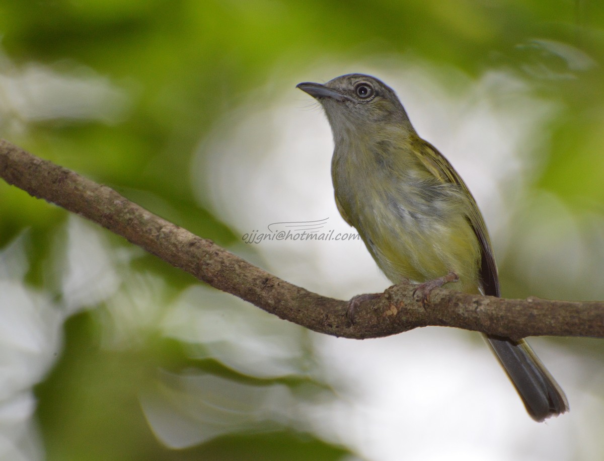 Yellow-olive Flatbill - ML205204251