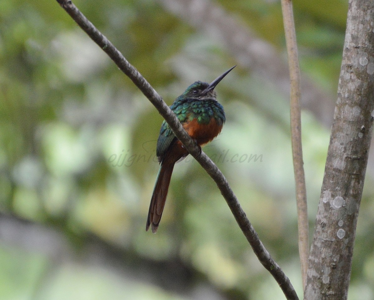 Jacamar à queue rousse - ML205204361