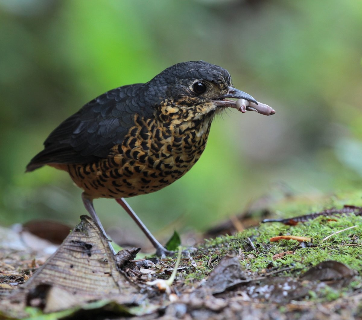 Undulated Antpitta - ML205205011