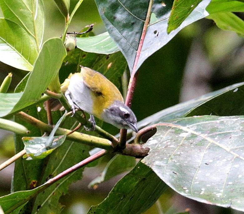 Clorospingo Gorjigrís (grupo canigularis) - ML205205121