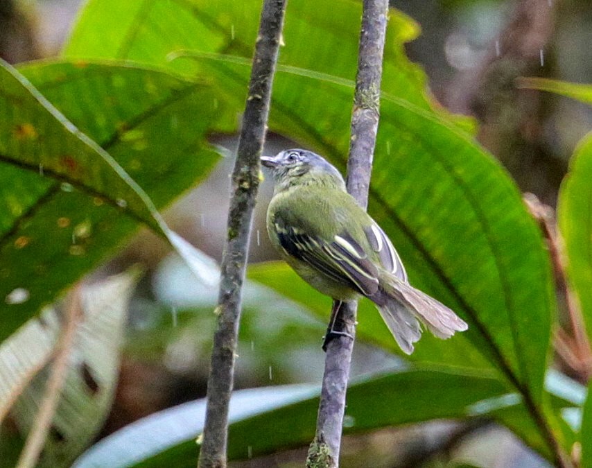 ヒラハシハエトリ（peruvianus） - ML205205141