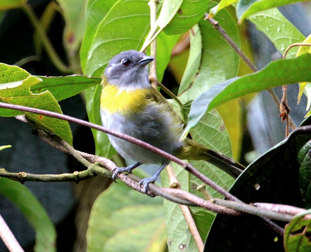 Ashy-throated Chlorospingus (Ashy-throated) - Carmelo López Abad