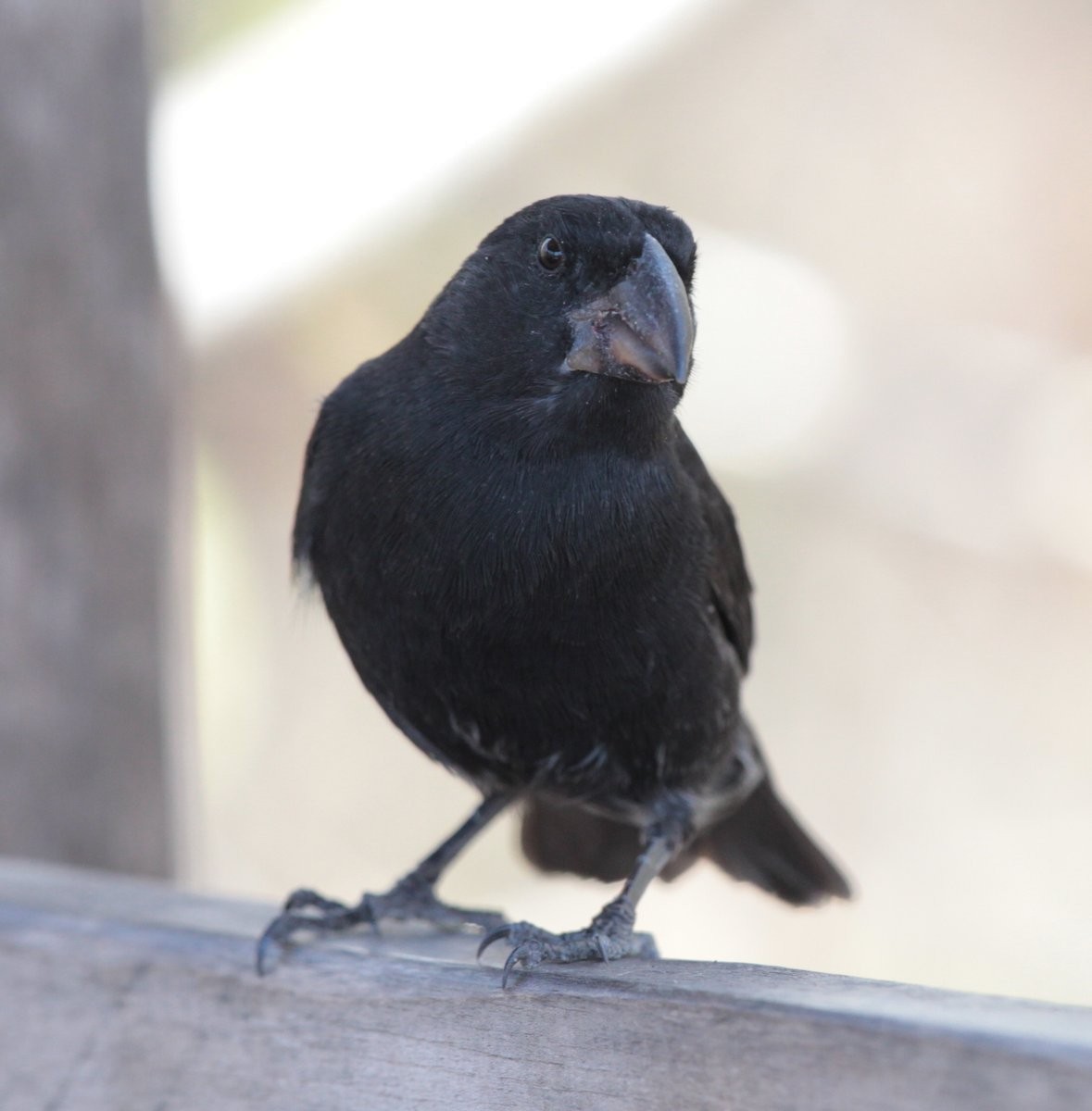 Large Ground-Finch - ML205205241