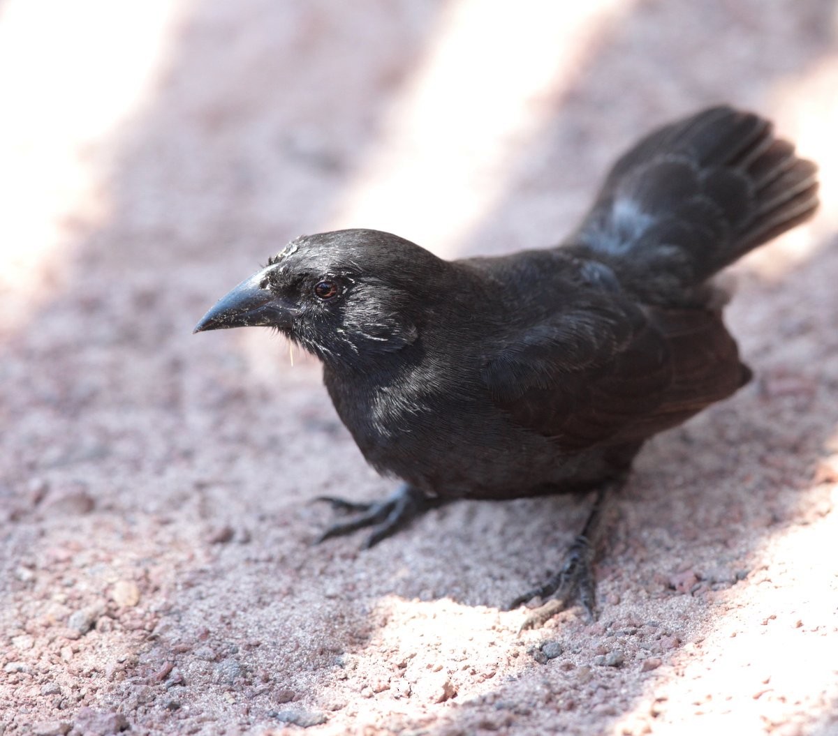 Common Cactus-Finch - ML205205271