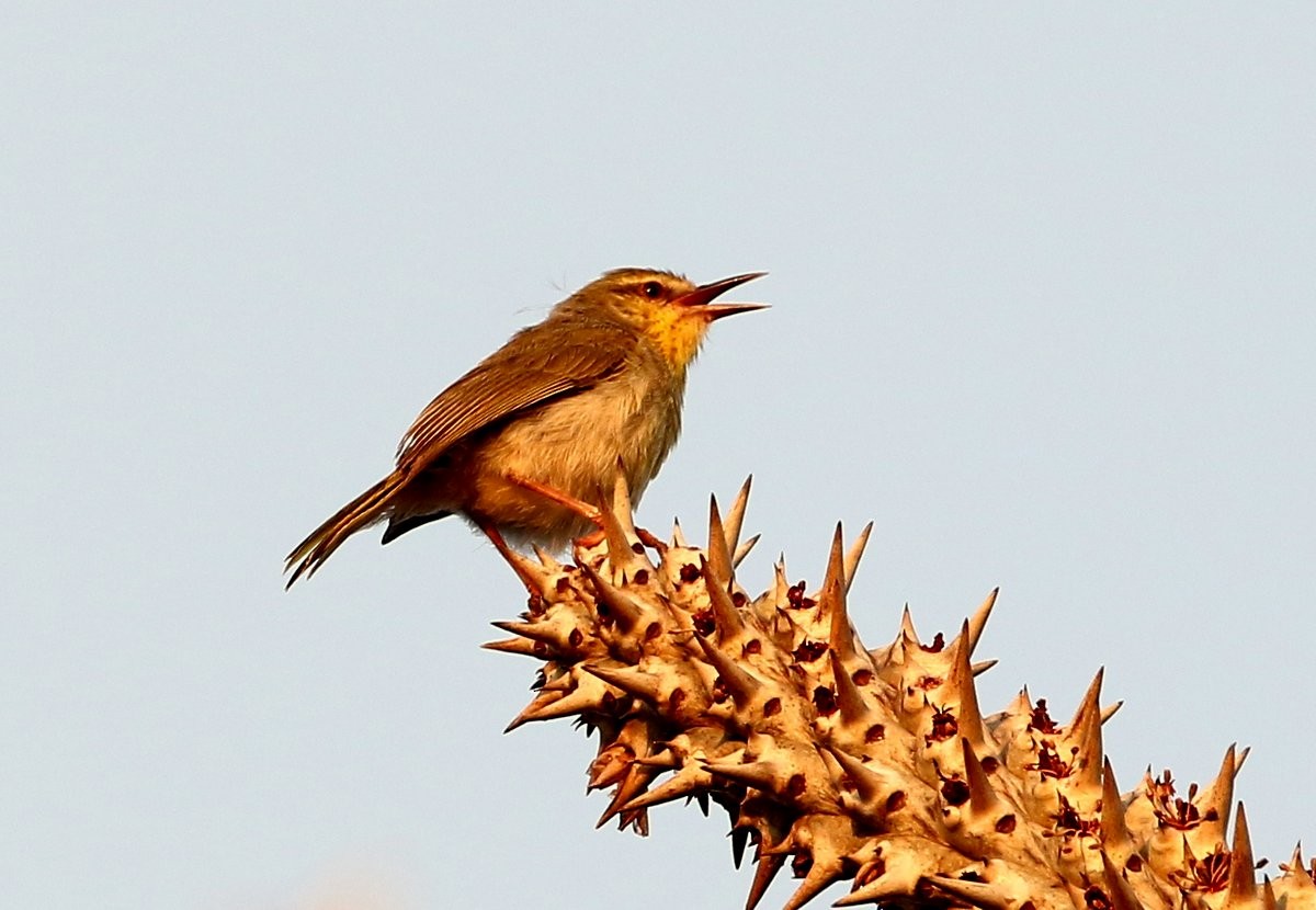 Stripe-throated Jery (Subdesert) - Carmelo López Abad