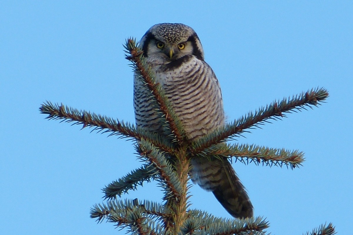 Northern Hawk Owl (Eurasian) - Mathieu Franzkeit