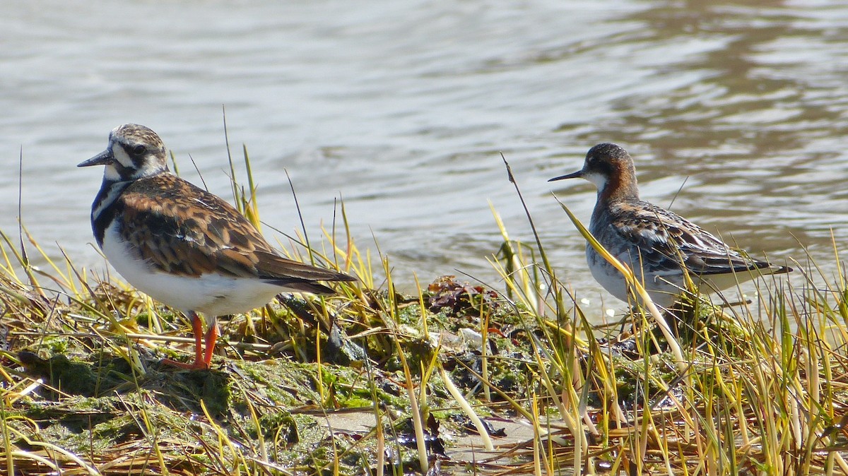 Phalarope à bec étroit - ML205205941