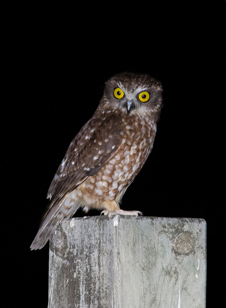 Tasmanian Boobook - Owen Lishmund