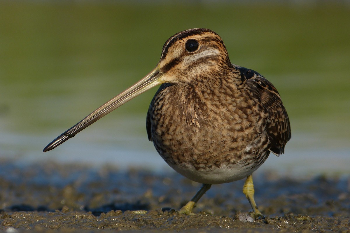 Common Snipe - ML205206161