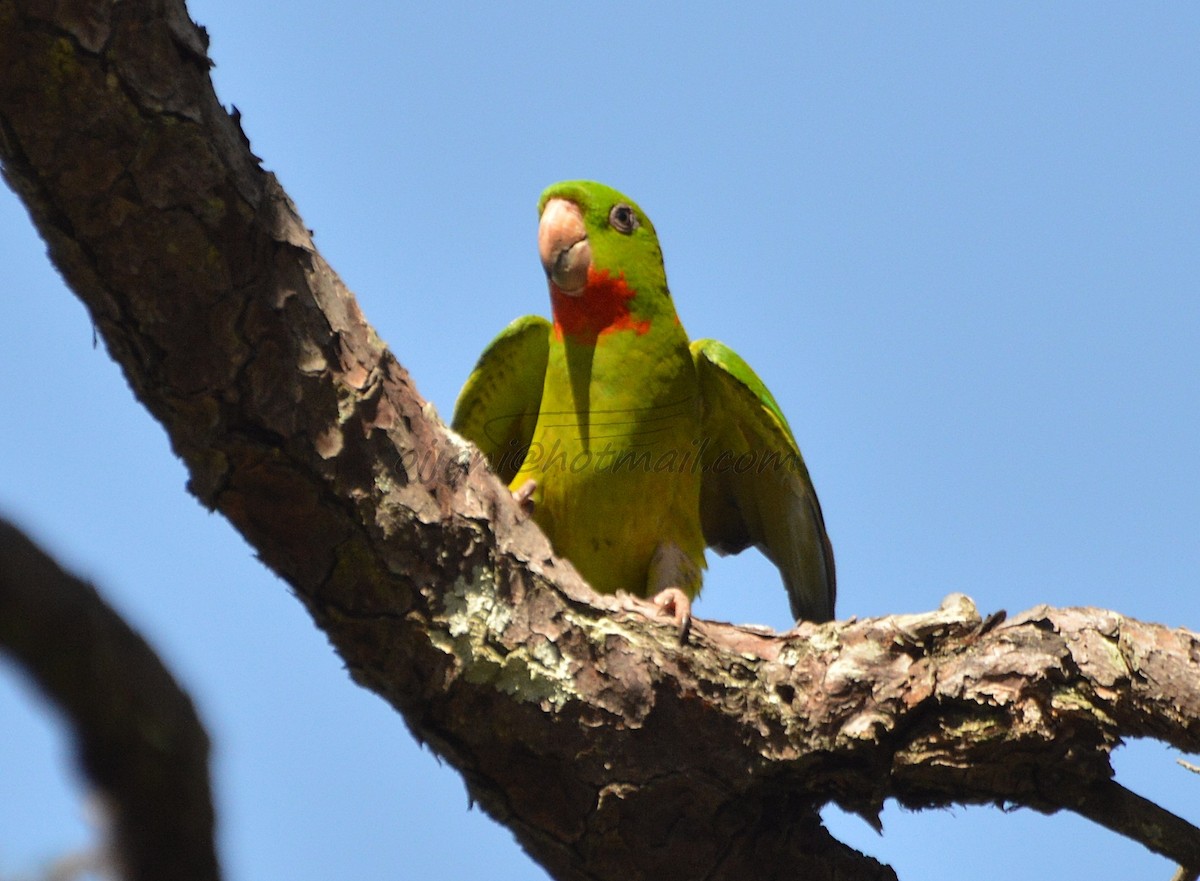 Meksika Yeşil Papağanı (rubritorquis) - ML205206201