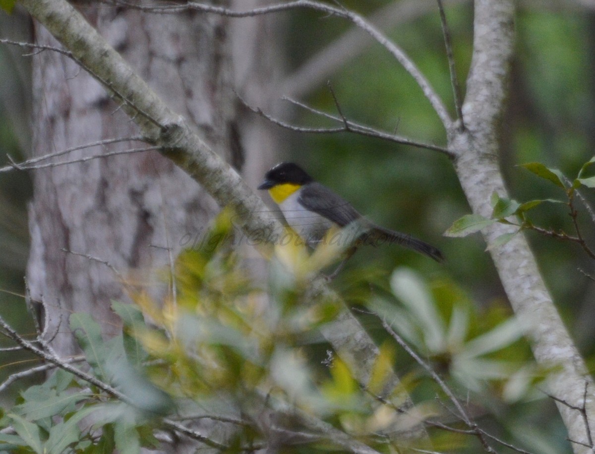 White-naped Brushfinch - ML205206271