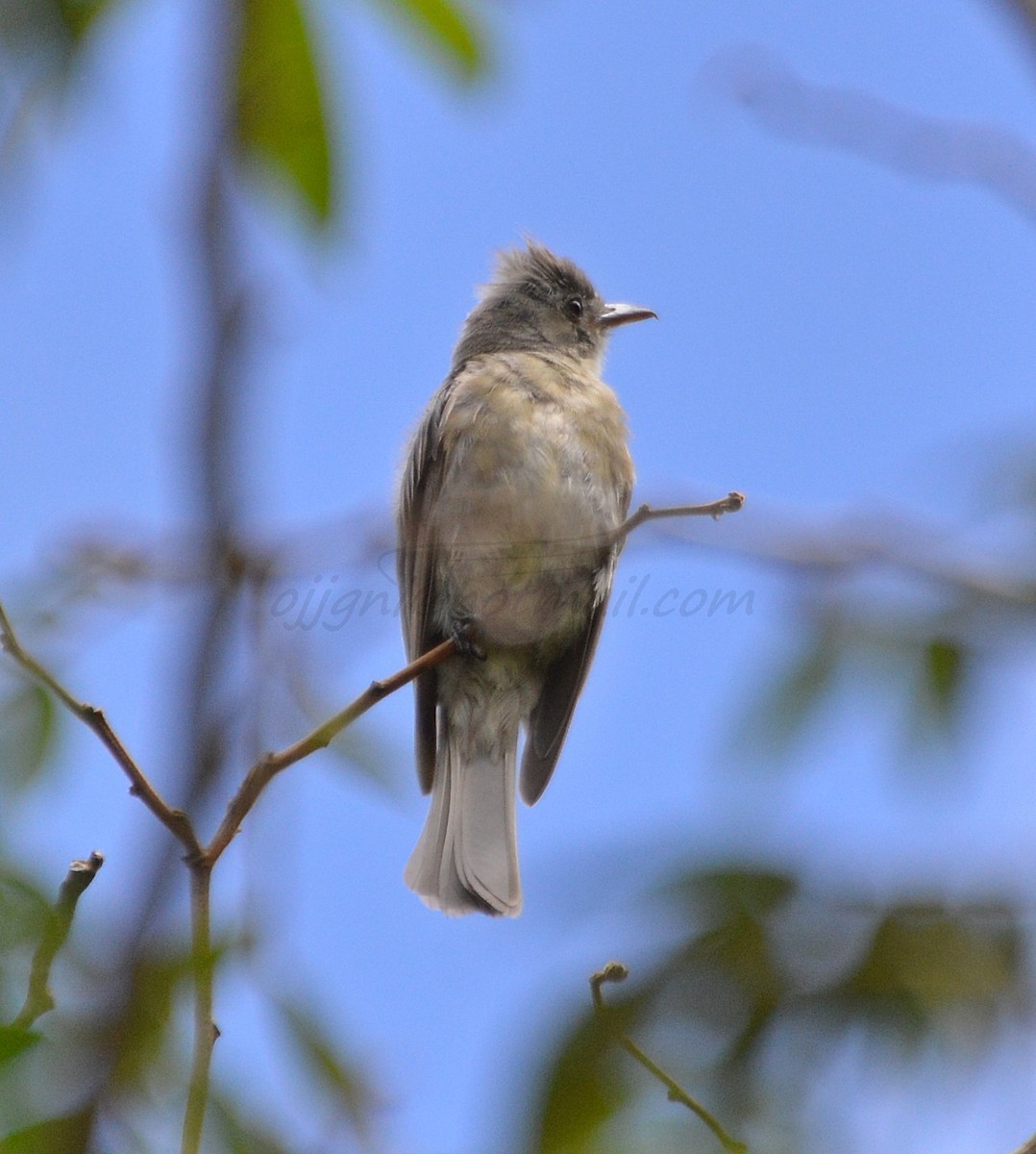 Greater Pewee - ML205206281